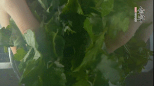 【面皮】1.鍋中水開時(shí)，放挑揀好的艾草和一撮小蘇打，第一遍煮開后倒掉，重新加水大火煮開后，小火煮1小時(shí)。煮爛的艾草用紗布瀝干。