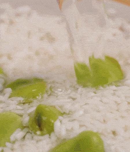 鍋底抹油，將淘洗干凈的大米，加蠶豆、清水，蓋蓋中火煮。